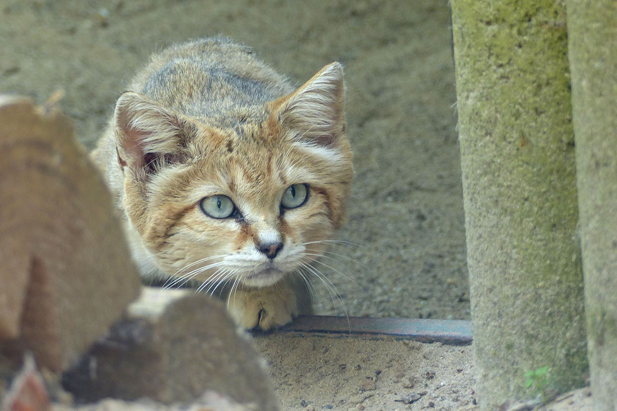 Kindchenschema par excellence: Sandkatze im Zoo Neuwied