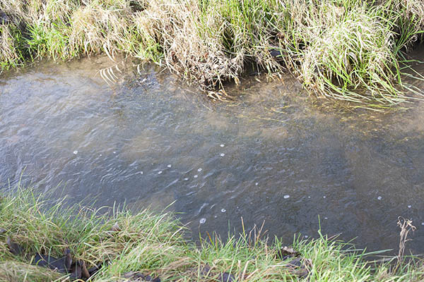 Keine Frdermglichkeiten fr die Sanierung des Gsinger Weiher