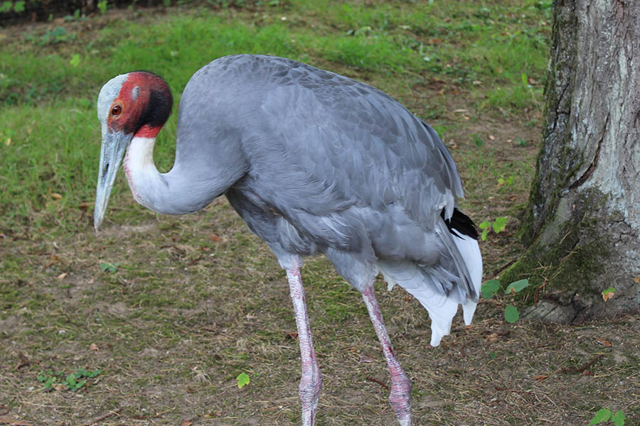 Saruskranisch. Fotos: Zoo Neuwied