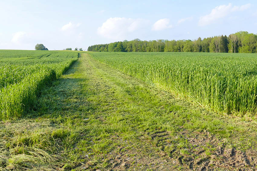 Hier wurde der Natur die Nahrungs- und Brutgrundlage genommen. Fotos: Klaus Laux