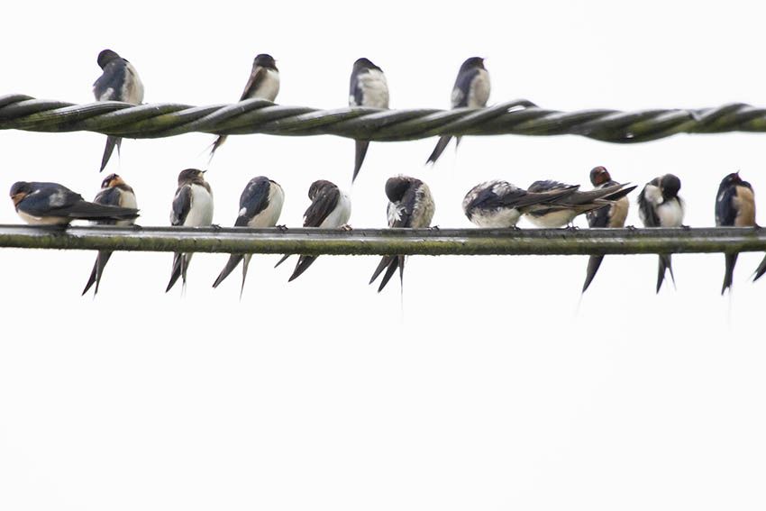 Symbolfoto: Schwalben