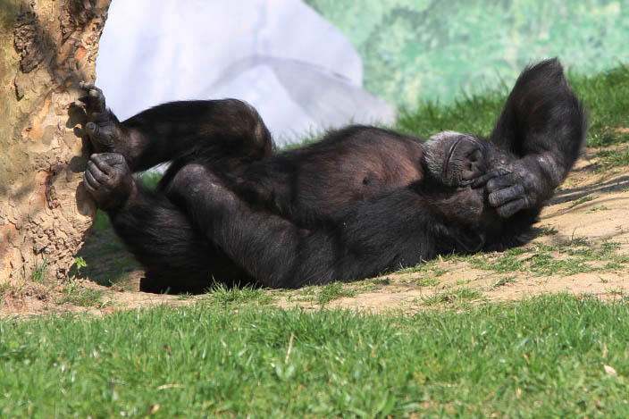 Schimpanse Charley. Fotos: Zoo Neuwied