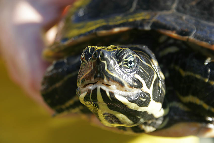 Tagesfahrt ins Sea Life und Centro nach Oberhausen 