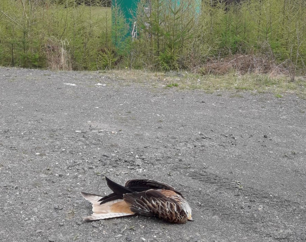 Ein toter Rotmilan vor der Windkraftanlage auf dem Hhenzug Kalteiche. (Foto: Christian Kosch)
