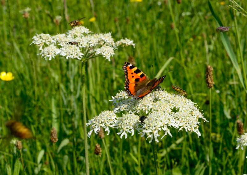 Schmetterling. Foto: Harry Neumann/NI