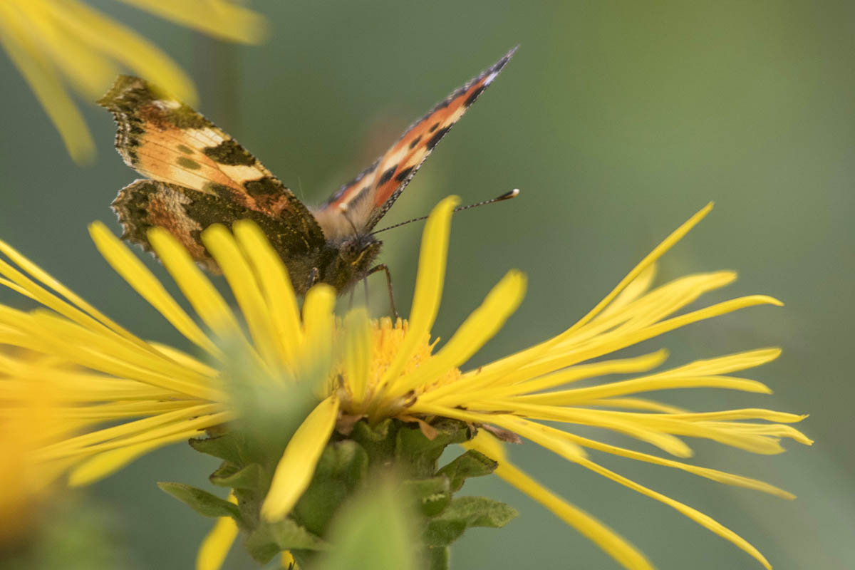 Die Schmetterlinge laben sich derzeit am letzten Nektar. Foto: Wolfgang Tischler