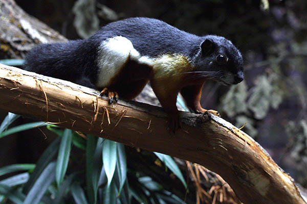 Zoo Neuwied: Schnhrnchen macht seinem Namen alle Ehre