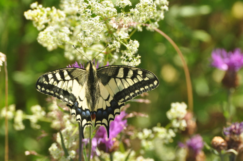 Wiesenpieper oder das Gros der Bltenpflanzen, Eidechsen oder Schmetterlinge wie der hier hufigere Schwalbenschwanz (Foto) entwickeln sich nur in besonders warmen, mageren und trockenen Blumenrasen mit Wilder Mhre, ferner Waldhyazinthen, Heidenelken oder Kreuzblmchen. (Foto: NABU/Peter Fasel) 