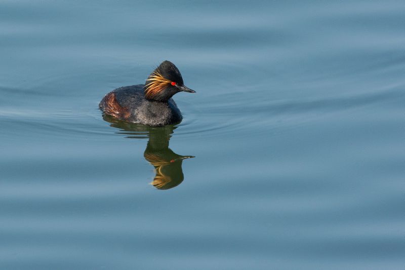 Westerwlder Vogelwelt im Auf und Ab von 200 Jahren