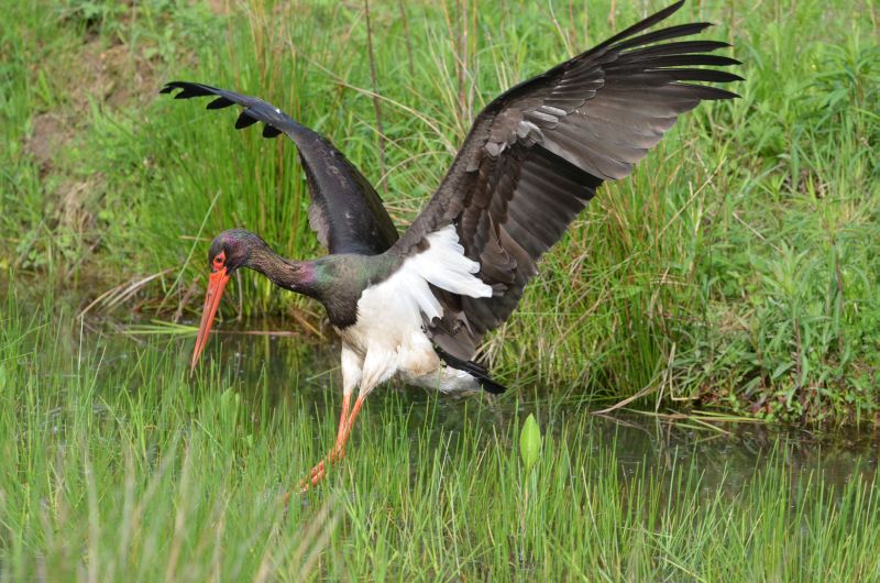 125 Veranstaltungen rund um das Thema Natur zu jeder Jahreszeit