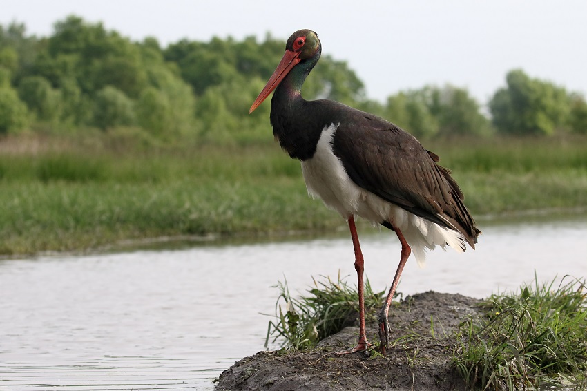 BI fordert mehr Naturschutz rund um den Hmmerich