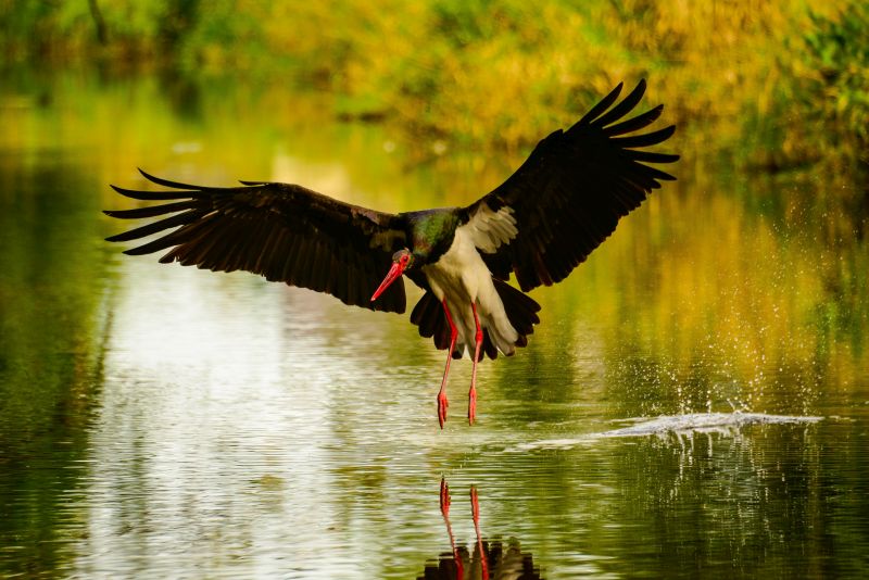 Vogelquartett Fliegende Edelsteine