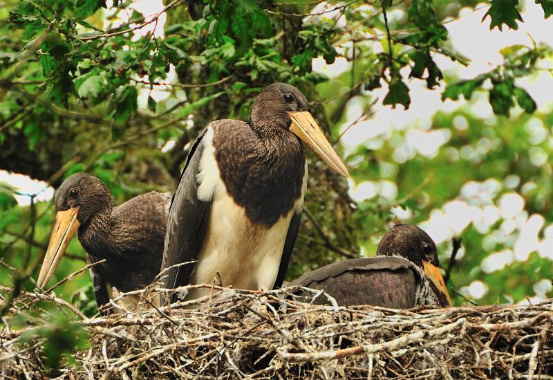 Junge Schwarzstrche kurz vor dem Ausfliegen im Nest. Foto: Richard Hansen