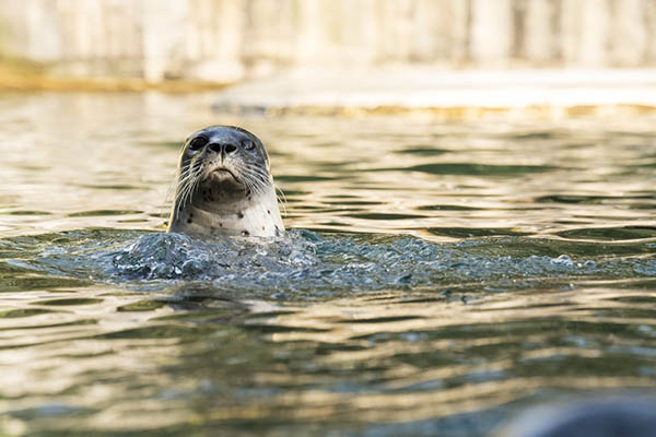 Kinderfest im Zoo Neuwied