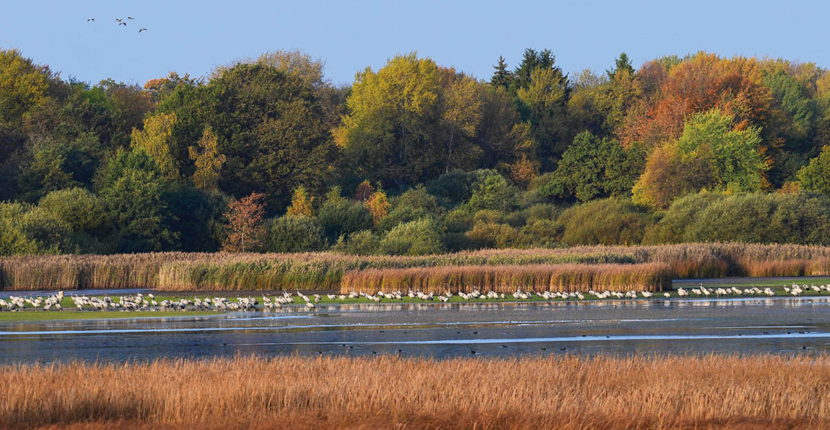 Rastende Kraniche (Grus grus) vor dem Schilfgrtel am Dreifelder Weiher. Fotos: Harry Neumann/NI und Dr. Hermann Josef Roth
