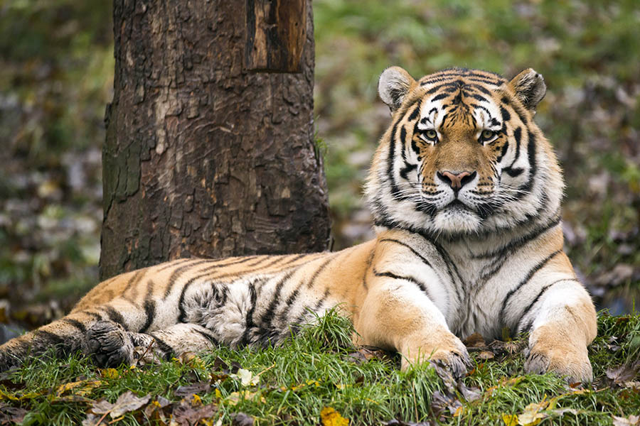 An Adventswochenenden ffnen sich im Zoo Neuwied Trchen 