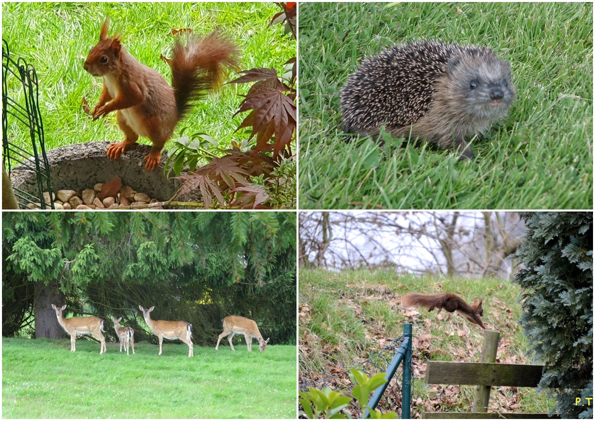 Im Herbst ist besondere Vorsicht geboten, um Wildtiere zu schtzen. (Fotos: Tierschutz Siebengebirge)