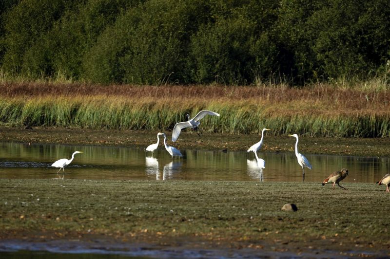 Vogelzug live am Wiesensee erleben