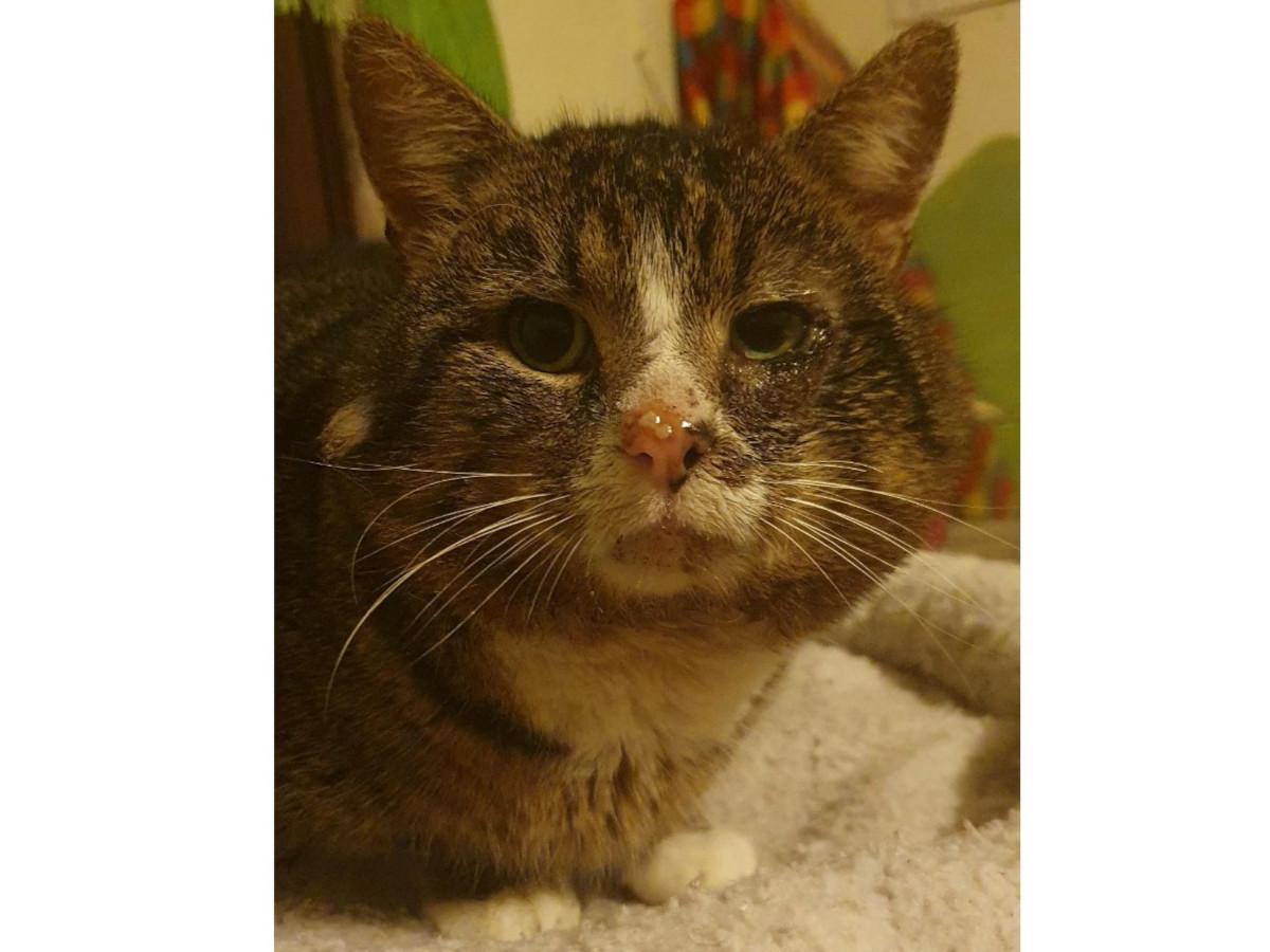 Lange Zeit war Sir Henry ein Schatten in der D�mmerung - bis er in diesem Winter zum ersten Mal Hilfe zulie�. Heute genie�t er das Leben mit allen Sinnen und ohne Schmerzen. (Fotos: Privat, Tierschutzverein Altenkirchen)
