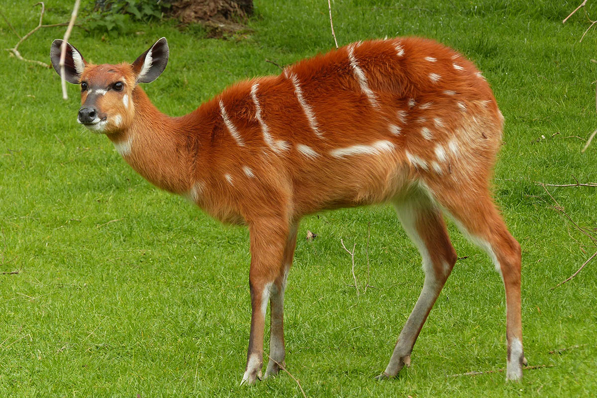 Sitatungas: Kein Reh, sondern eine Antilope