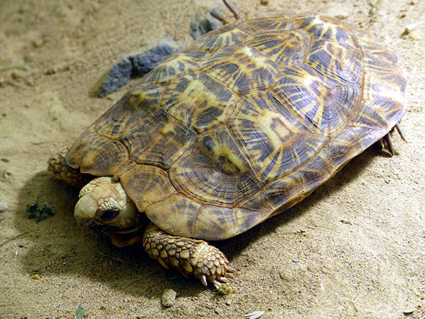 Gefhrdete Schildkrtenart im Zoo Neuwied eingezogen