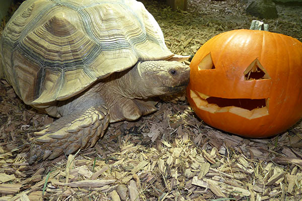 Halloween-Abend im Zoo Neuwied am 31. Oktober