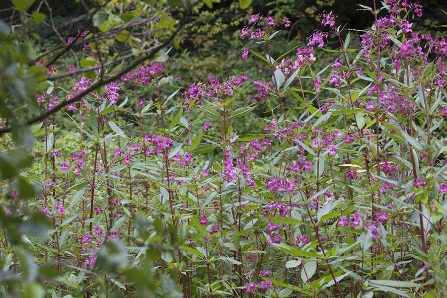 Sind eine massive Bedrohung fr die heimische Flora und Fauna: Invasive Neophyten. Symbolfoto