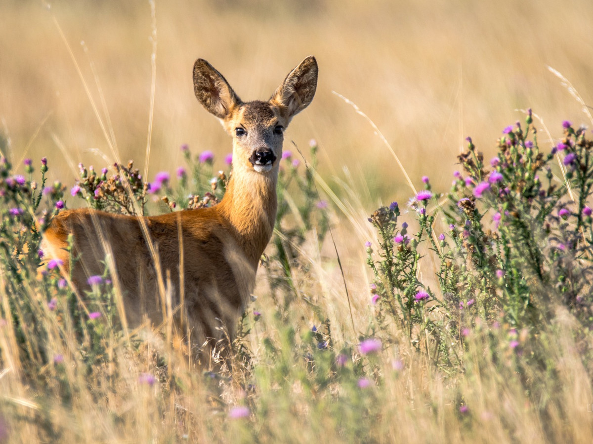 Jungwildtiere bei der Wiesenmahd schtzen: Landwirte und Jger arbeiten Hand in Hand