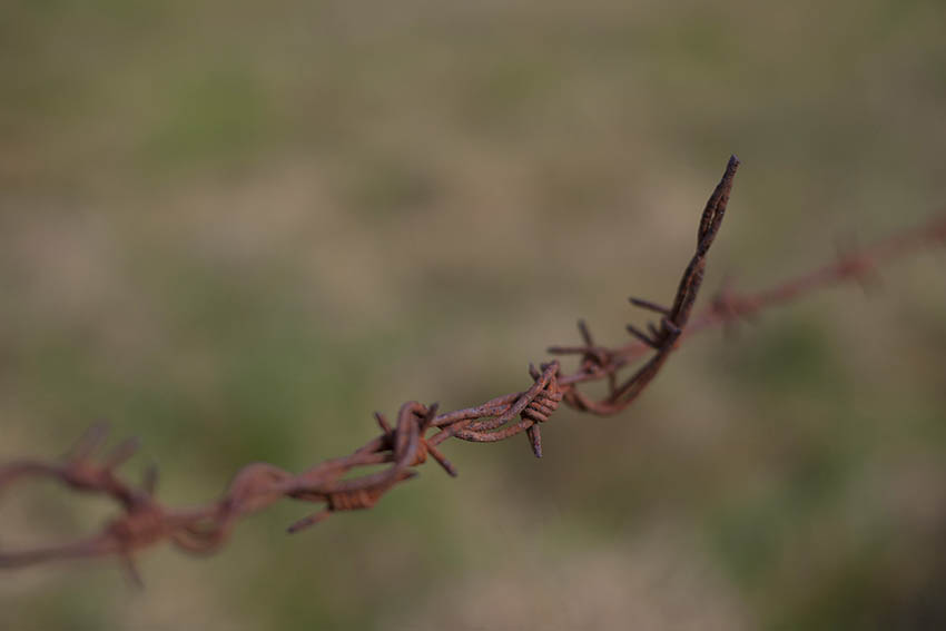 Alter Stacheldraht soll entfernt werden. Foto: Wolfgang Tischler