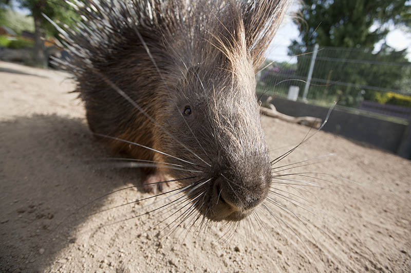 Stachelschwein neugierig auf die Welt