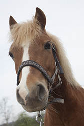 Tierqulerei  Pony nach Stichverletzung verendet 
