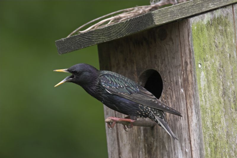 NABU ldt zur Stunde der Gartenvgel 2017 ein