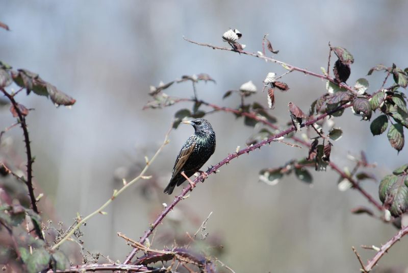 Star in der Rosenhecke. Foto: Heinz Strunk