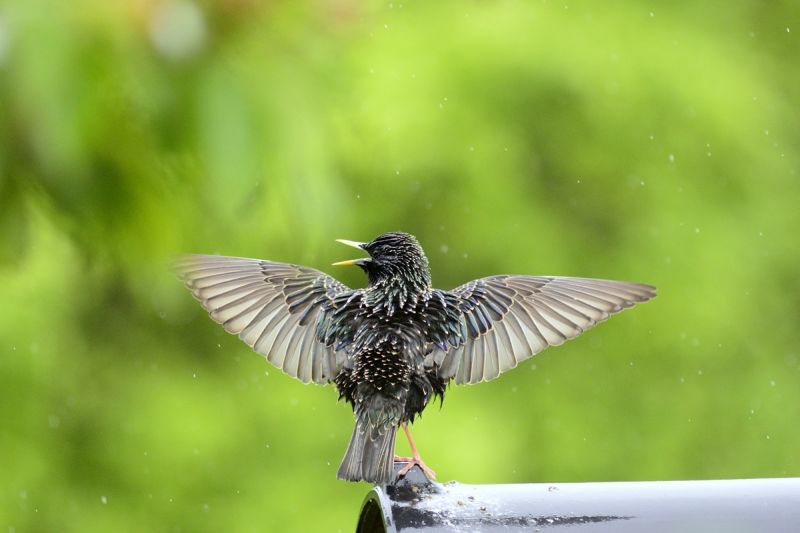 NABU Hundsangen stellt Vogel des Jahres 2018 vor