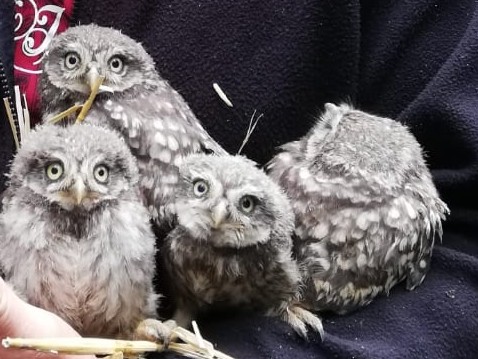 Nachwuchs bei den Eulen im Zoo Neuwied