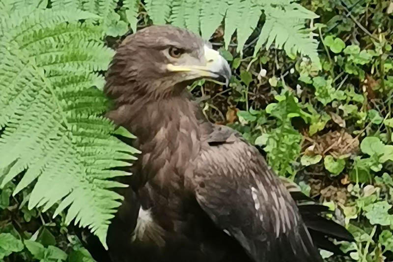 Steppenadler im Zoo Neuwied gelandet