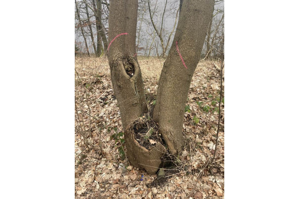 Beim sogenannten Stockausschlag wachsen aus dem Baumstumpf eines gefllten Baumes neue Schsslinge, die spter zu Bumen heranwachsen. Der Baumstumpf selbst verfault und kann die Bume nicht sicher verankern. Foto: GPieper