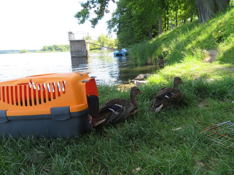 Stockenten an der Westerwlder Seenplatte ausgewildert