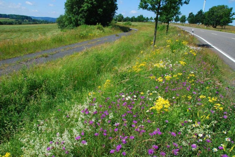 Natur am Straenrand