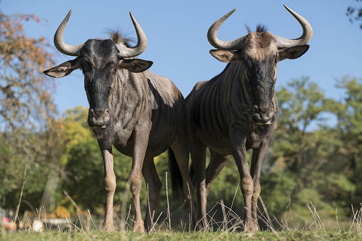 Auf Safari im Zoo Neuwied