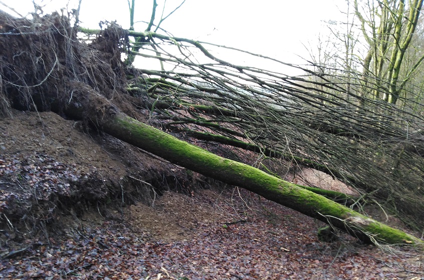 Wie auf dem Zuweg zum Westerwaldsteig bei Selbach-Brunken waren bzw. sind einige Waldwege beeintrchtigt. (Foto: Verwaltung)