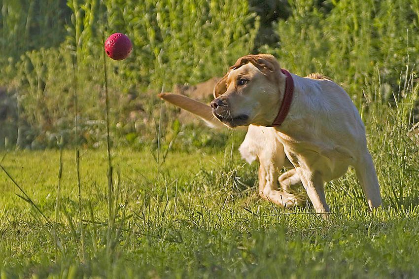 Die Anschaffung eines Hundes will wohlberlegt sein. Symbolfoto Kuriere