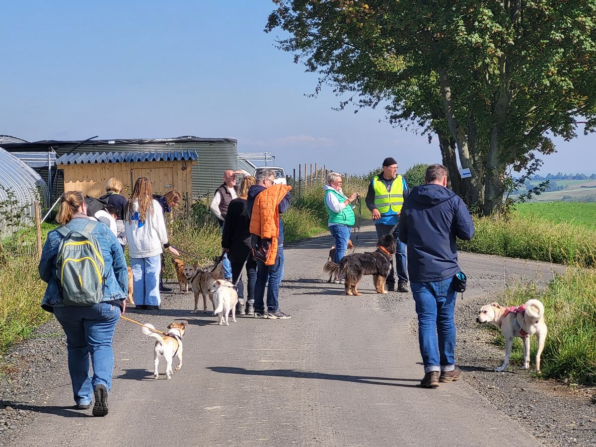 Am 18. Oktober findet die "Himmlische Hundewanderung" statt. (Foto: Antje Firmenich)