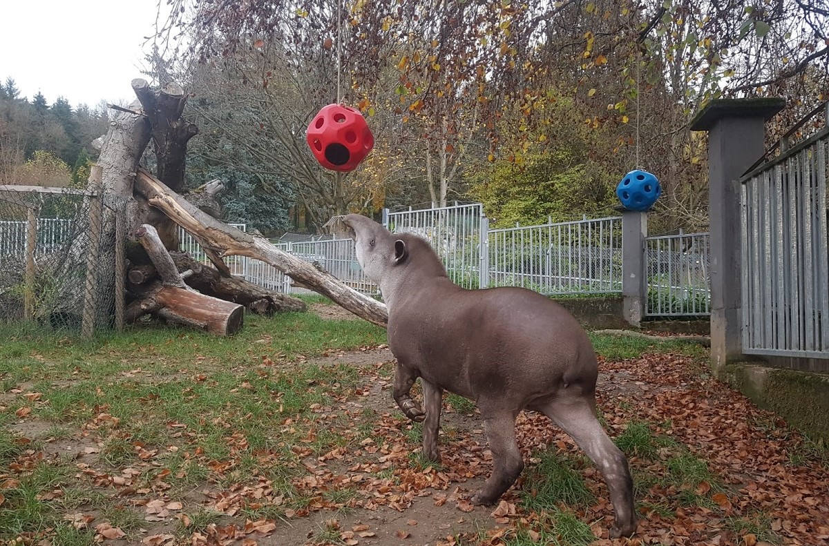 Schon mit kleinen berraschungen knnen die Tiere im Zoo Neuwied glcklich gemacht werden. (Foto: Zoo Neuwied)