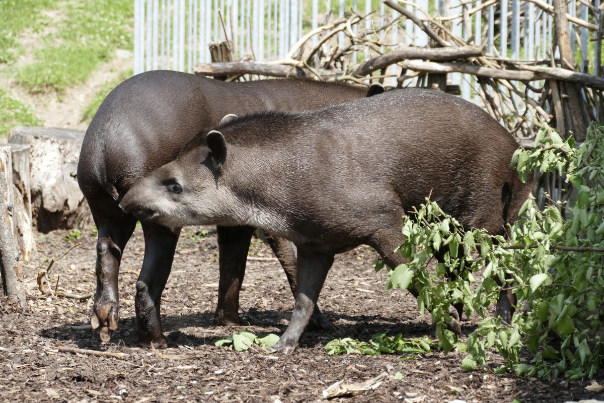Herausforderung im Tapirgehege: Ein schwieriges Kennenlernen im Zoo Neuwied