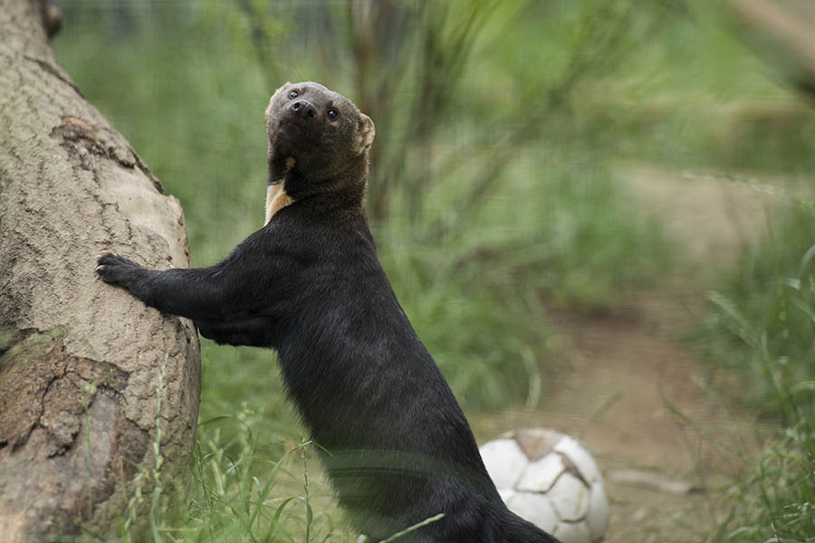 Tayras  Sdamerikanische Marder mit viel Energie