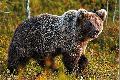 "Ein Platz fr wilde Tiere?": Neue Essays von Dr. Wolfgang Epple