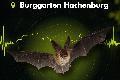 Hachenburg: Fledermauskl�nge in Echtzeit erleben