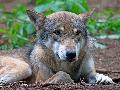 Schutz vor dem Wolf: CDU-Kreisvorstand Neuwied unterstützt "Wolfs-Resolution" 