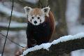 Winterzauber im Zoo Neuwied: Wie Tiere mit Schnee und K�lte umgehen